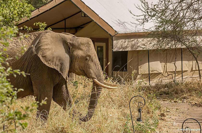 Nimali Tarangire  | Voyage safari sur mesure luxe Tanzanie