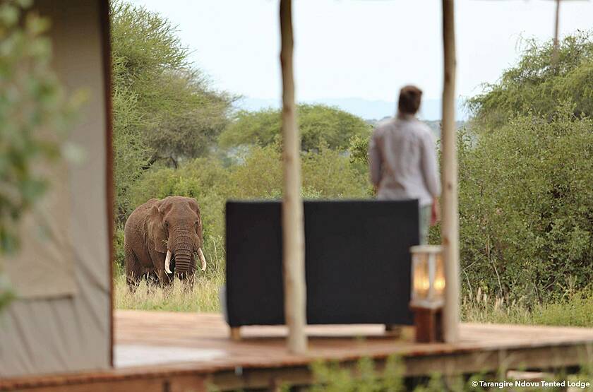 Tarangire Ndovu Tented Lodge | Voyage safari sur mesure luxe Tanzanie