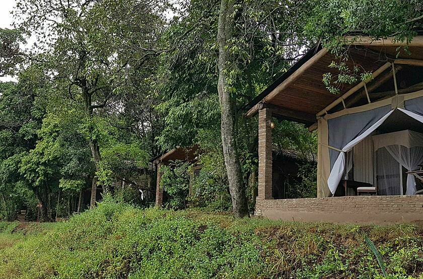 Mara Fig Tree Camp - Masai Mara | Voyage safari luxe sur mesure Kenya