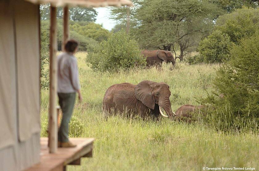 Tarangire Ndovu Tented Lodge | Voyage safari sur mesure luxe Tanzanie