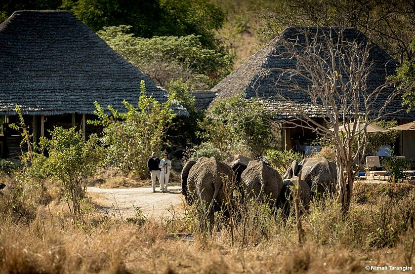 Nimali Tarangire  | Voyage safari sur mesure luxe Tanzanie