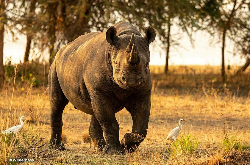 Rhinocéros dans le Parc national d'Akagera - Wilderness Magashi | Voyage sur mesure luxe Rwanda Rhinocéros dans le Parc national d'Akagera - Wilderness Magashi | Voyage sur mesure luxe Rwanda