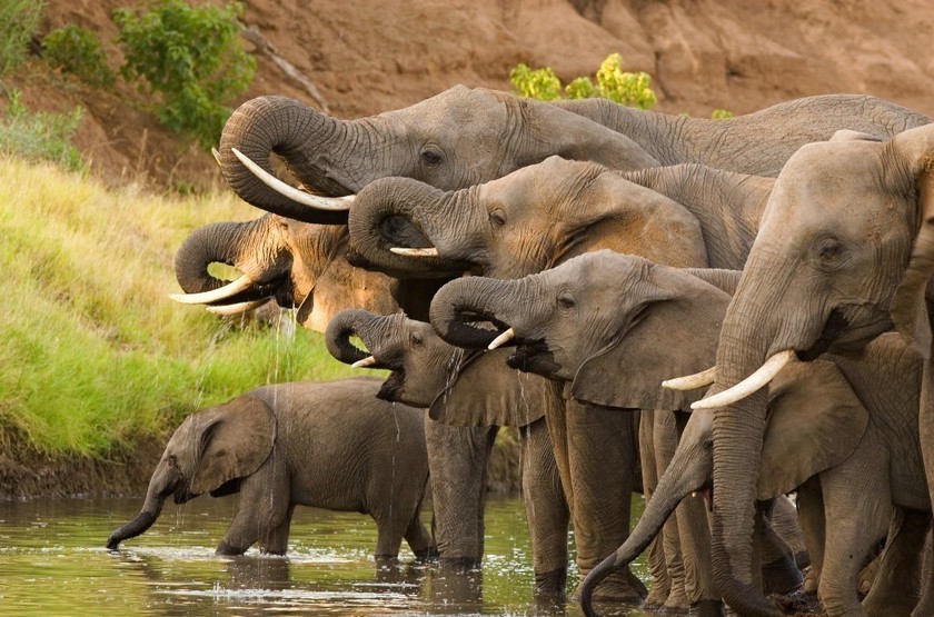 Eléphants, Chobe Princess, Botswana
