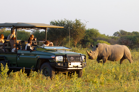Safaris en Afrique du Sud : réserves de Madikwe et de Marakele, voyage Afrique