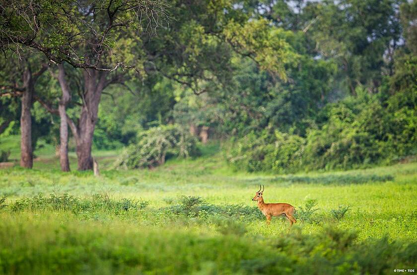 Voyage safari sur mesure Zimbabwe & Zambie