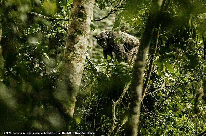 Chimpanzé dans le parc national de Nyungwe | Voyage sur mesure luxe Rwanda