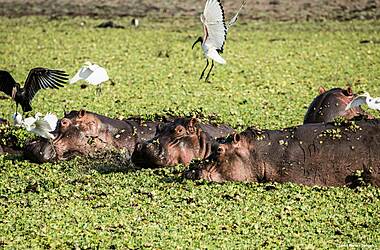 Voyage safari dans le grand sud tanzanien, voyage Afrique