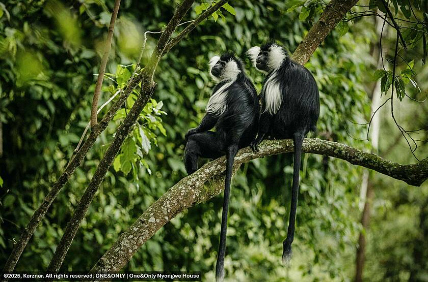Observation des primates dans le parc national de Nyungwe - One & Only Nyungwe House | Voyage sur mesure luxe Rwanda