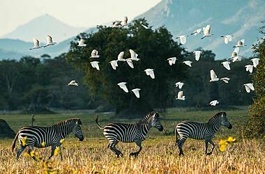 Malawi : du parc de Liwonde au lac Malawi, voyage Afrique