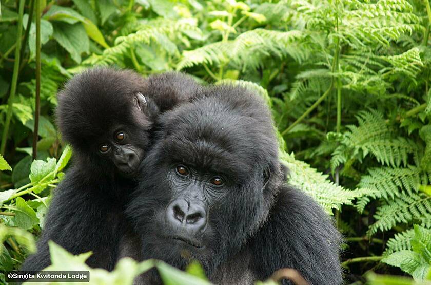 Gorille et son bébé dans le parc national des volcans - Singita Kwitonda Lodge | Voyage sur mesure luxe Rwanda