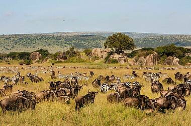 Safari spécial grande migration et naissances, voyage Afrique