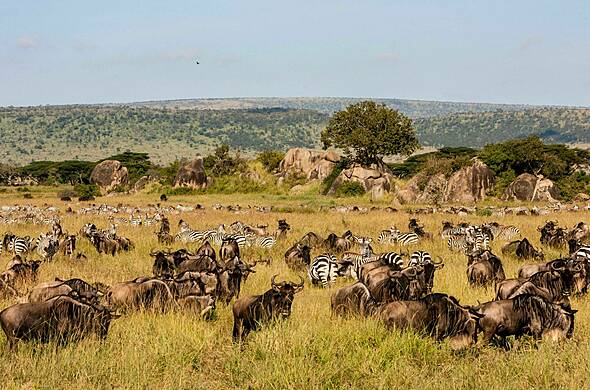 Safari spécial grande migration et naissances, voyage Afrique