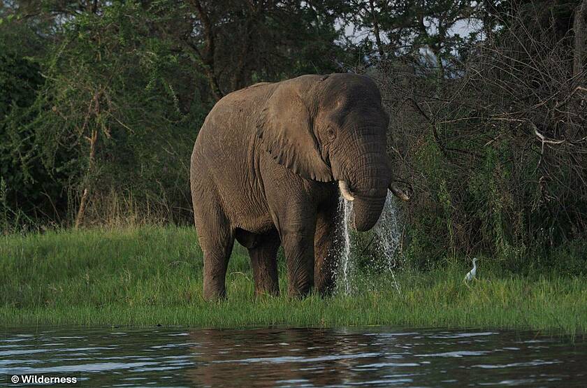 Eléphant dans le Parc national d'Akagera - Wilderness Magashi | Voyage sur mesure luxe Rwanda