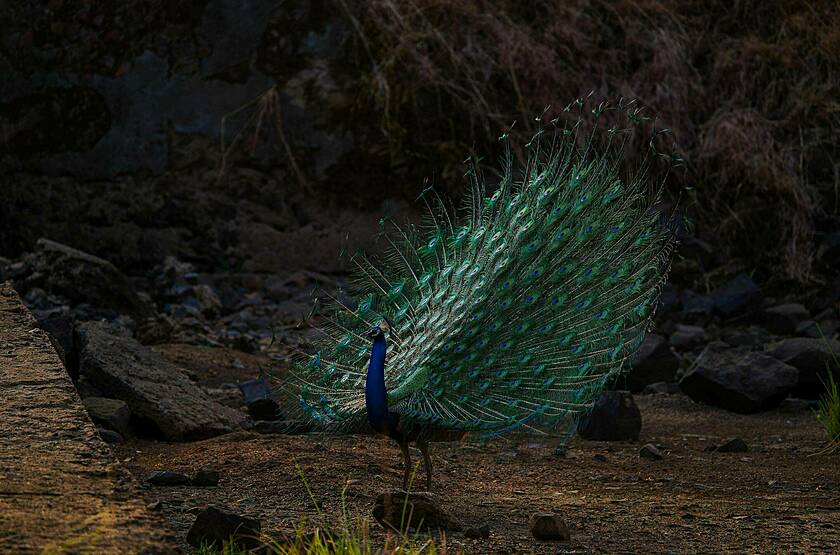 Paon Indien à Tadoba  | Voyage safari sur mesure luxe Inde