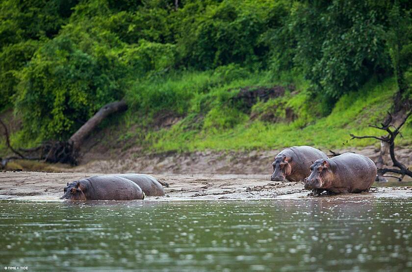 Hippos | Voyage safari sur mesure Zimbabwe & Zambie